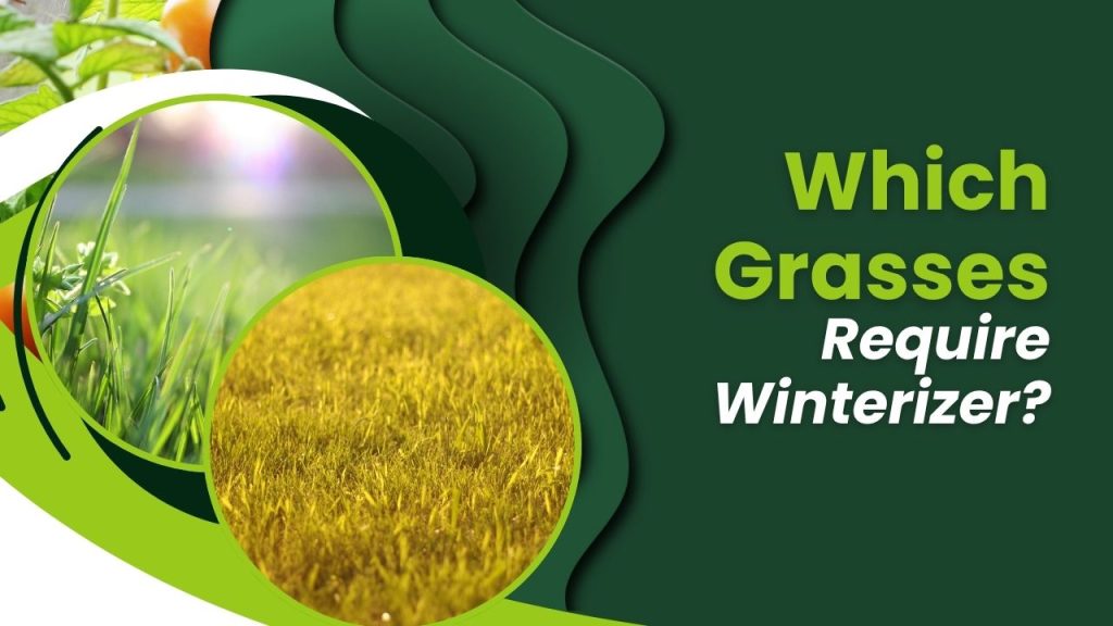 Which Grasses Require Winterizer