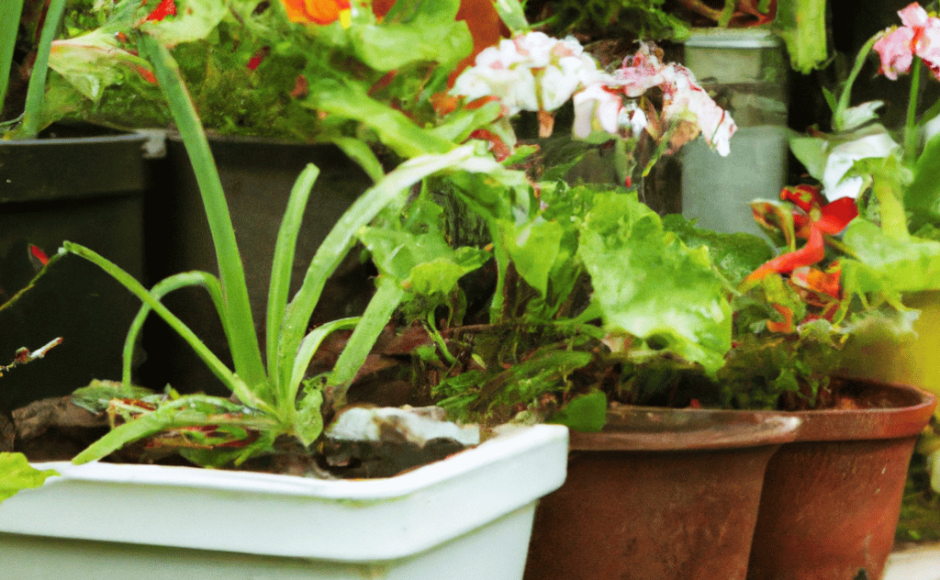 Grow Flowers in Containers